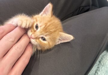 Kittens – 6 weeks old