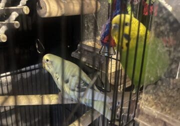Parakeets with Cage
