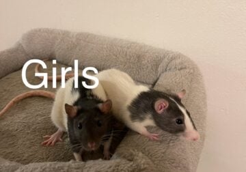 Pet fancy rats