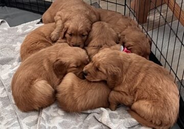 Golden Retriever Puppies ready Feb 11th!!!