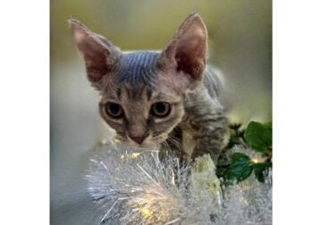 Adorable Minskin Kitten Available