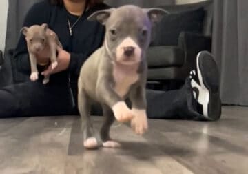 Pitbull puppy’s for sale in Colorado