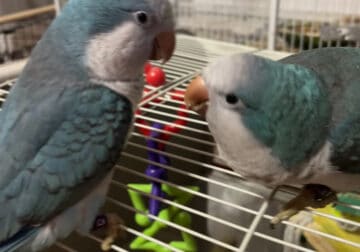 Quaker Parrots- Must Sell