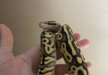 Fire fly ball python baby female