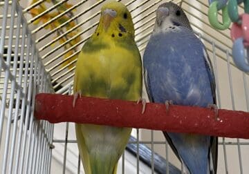 Parakeets for Sale