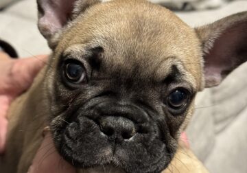 PRICE REDUCED- AKC French Bulldog Puppies