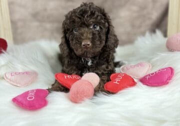 Toy poodles looking for loving family