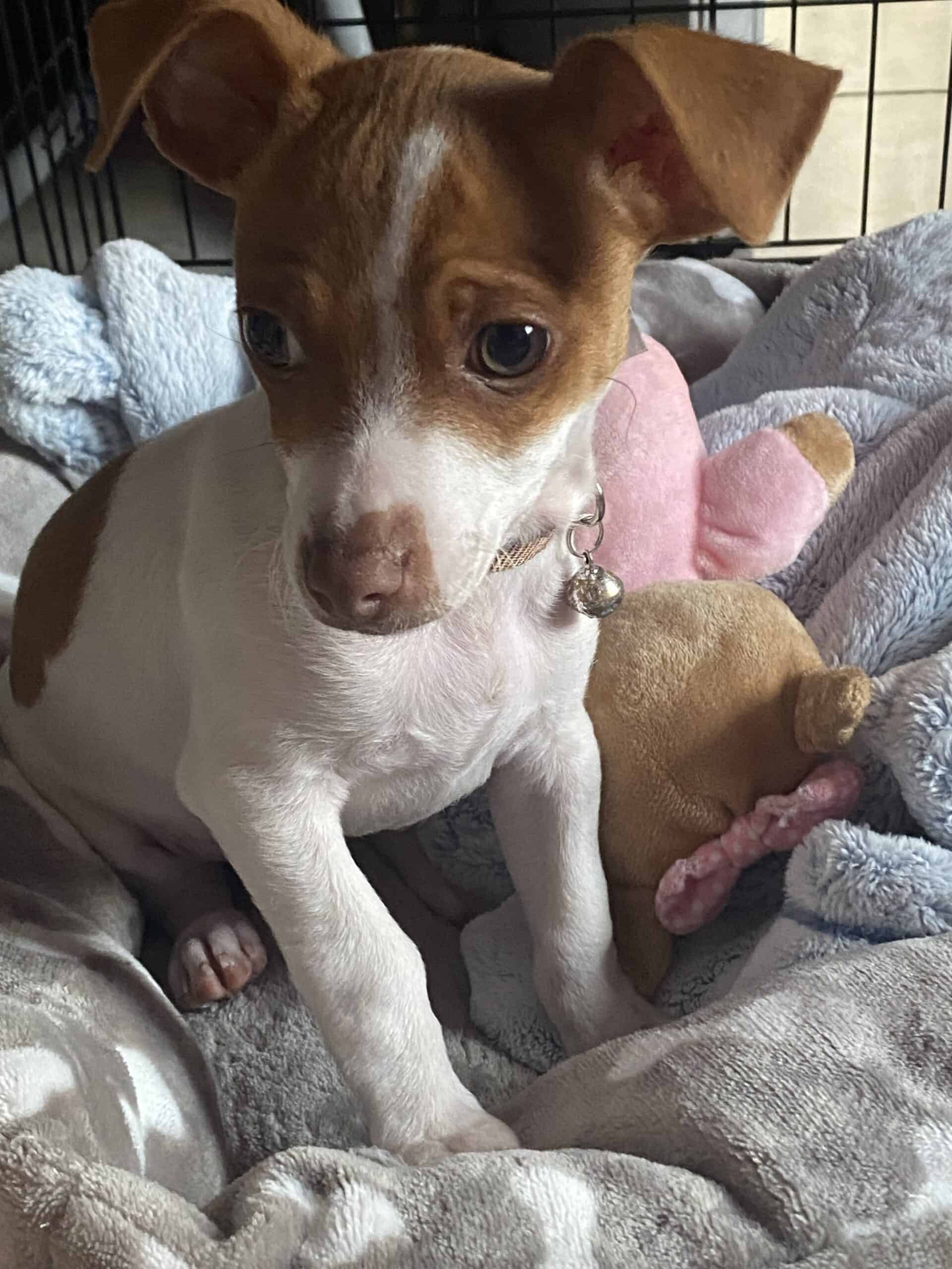 Chihuahua puppy | PetClassifieds.com