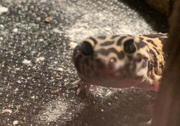Young Leopard Gecko w/tank and accessories