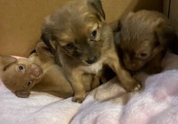 “Adorable Trio of Puppies Seeking Loving Homes