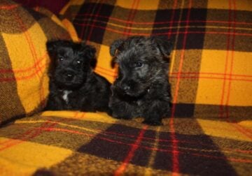 AKC Scottish Terrier Pups