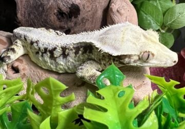 High Lily White Crested Gecko Male