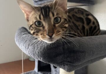 9 month old male bengal kitten.