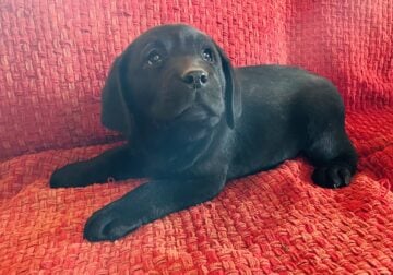 Archie – labrador puppy