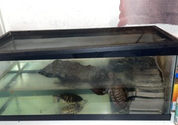 Red Eared Slider Turtles and Tank
