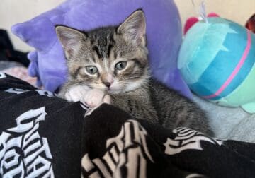 Gray tabby kitten found in junk yard!