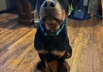 5 Month Rottweiler In Need Of New Home