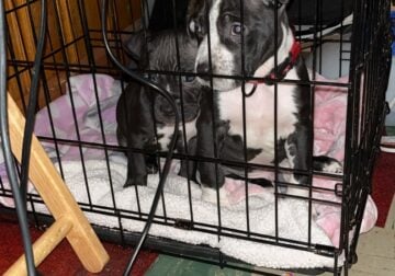 Pocket bully and American bully puppies for sell
