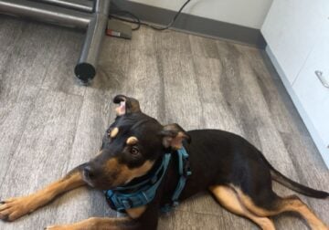 9 month old puppy needs a home