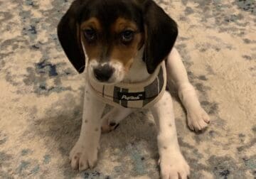 11 month Beagle Male