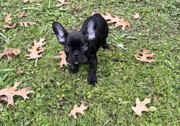Brindle male Frenchie