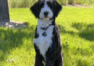 15mo Male Bernedoodle Rehome