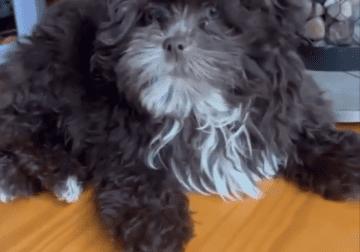 Shih Poo puppy for sale