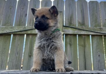 2 month old Akita Shepherds for sale!!!!
