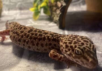 Female leopard gecko 3 years old