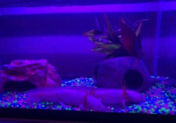 Axolotls and Tank for sale