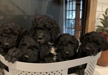 F1bb puppies for sale
