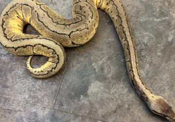 Adult Fancy Ball Python for sale