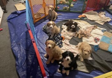 Fun family raised puppies