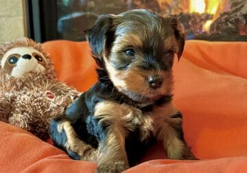 AKC Yorkshire Terrier Puppies!