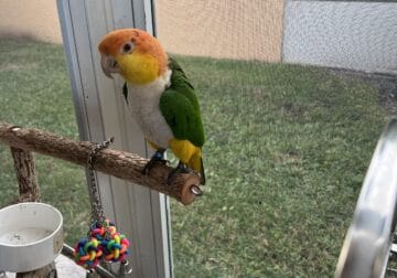 White bellied caique, cage and play perch