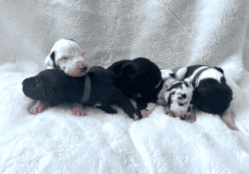 Great Dane puppies AKC/ACA