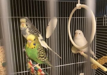 3 Budgies/parakeets with cage