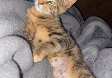 Kitten up for adoption