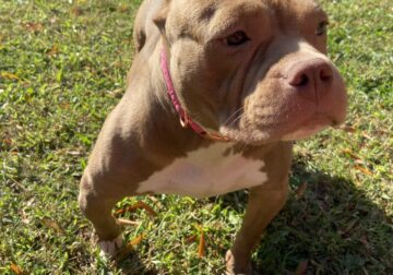 BULLY READY FOR NEW HOME