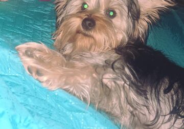 Adult purebred yorkie male needs to be rehomed