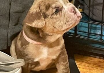 Frenchie Bulldog Mix Puppy Available