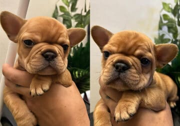 Male French bulldogs – COLORS!!!