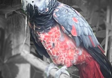 Iso African grey parrot