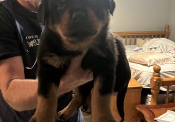 Rottweilers for sale