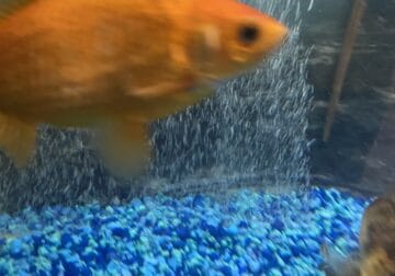 2 free 4 inch Goldfish