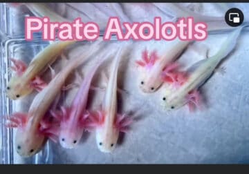 Gfp leucy axolotl babies!