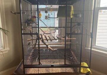 2 Sun Conure Male & Female + cage, food, toys etc