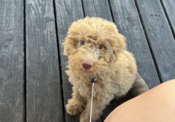 Mini Aussiedoodle for Sale