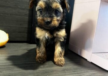 Adorable Purebred Yorkie Puppy in Need of a Home