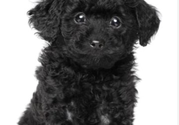 maltipoo, or toy poodle wanted